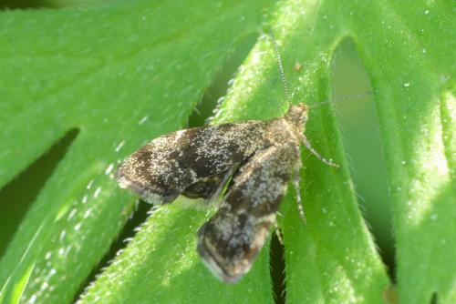 Anthophila fabriciana